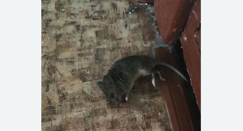 Дезинфекция от мышей в Нагорном районе Москвы