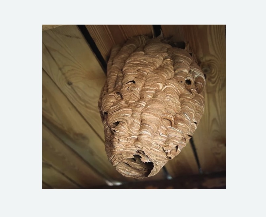 обработка от шершней в Нагорном районе Москвы