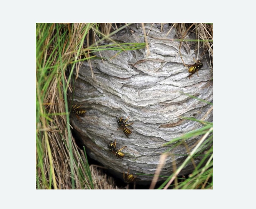 Уничтожение ос и ульев в Нагорном районе Москвы